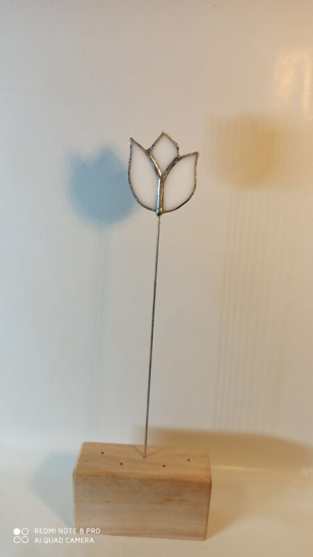 bílý tulipán